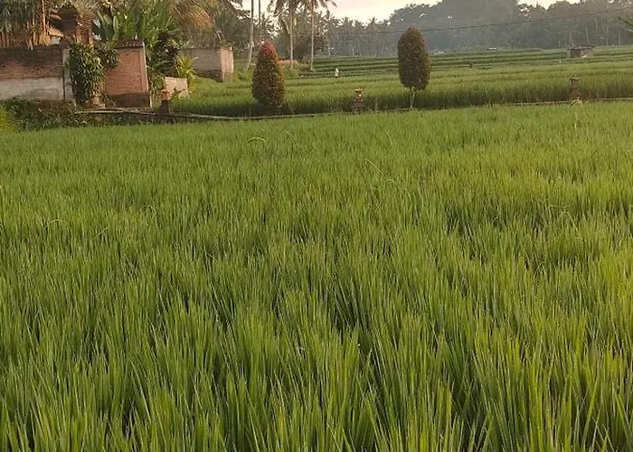 Budha Bima Ubud